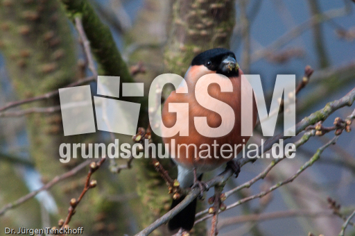 Gimpel (37 von 40).jpg